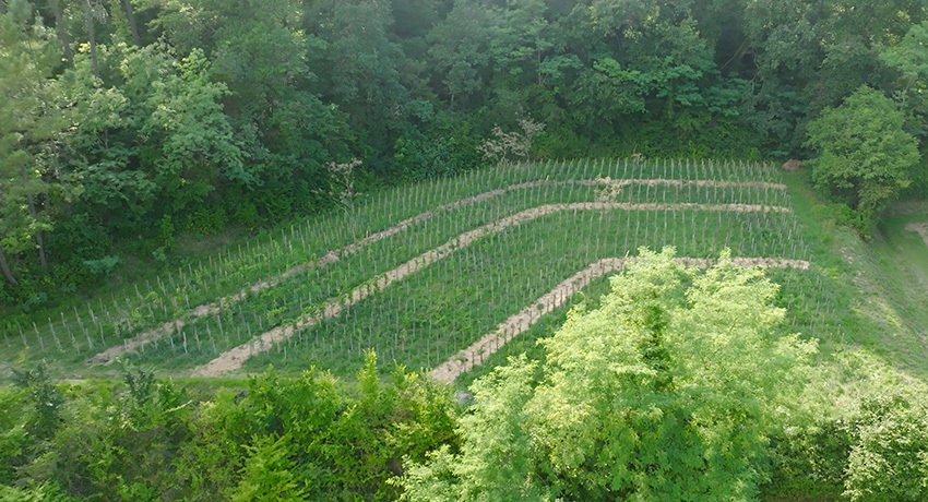 Permaculture au Château Capet-Guiller Saint-Emilion Grand Cru