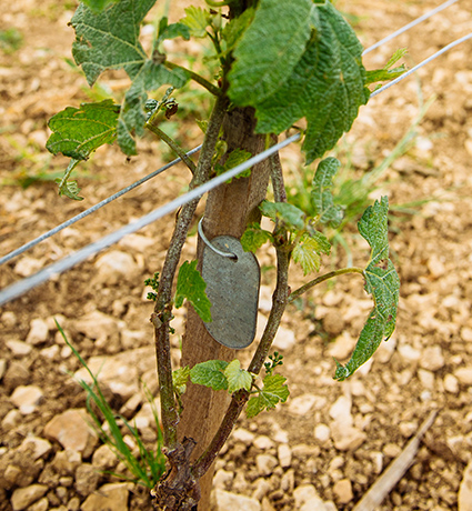 Sélection massale à Chablis