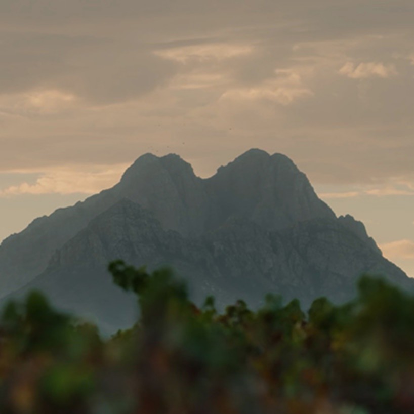 Chenin Blanc Afrique Du Sud