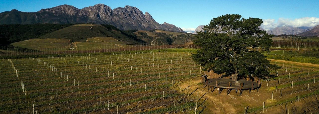 Zoom sur le Chenin, le cépage blanc emblématique de l’Afrique du Sud​