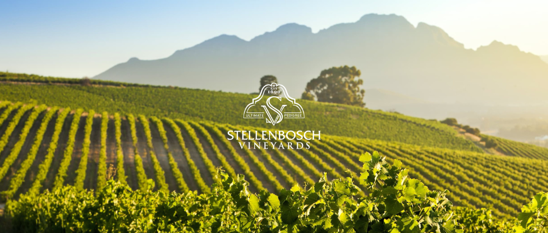 Stellenbosch Vineyards reçoit le statut de Carbon Hero