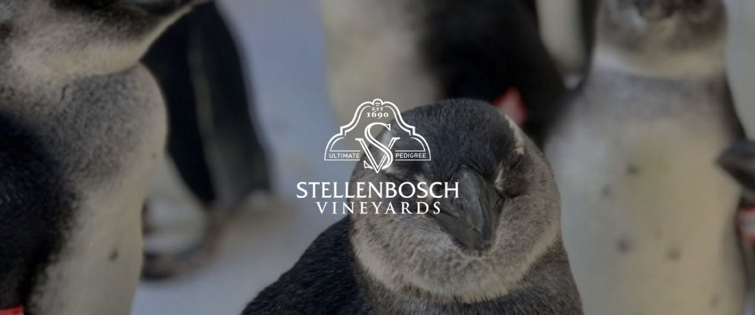 Journée mondiale des pingouins : Stellenbosch Vineyards s’engage.