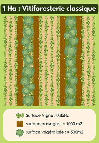 Vitiforesterie vClassique Vitiforesterie Classique