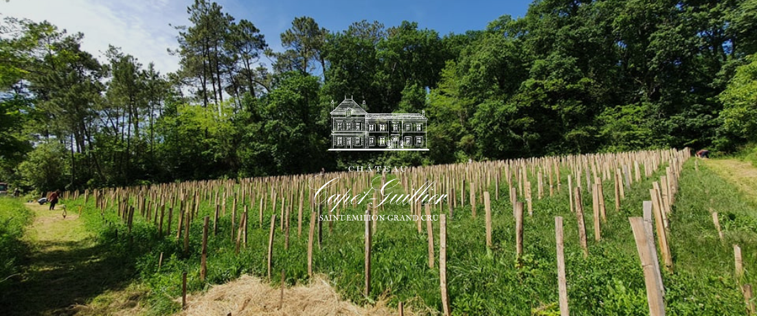 Permaculture dans le vignoble : quel bilan au Château Capet-Guillier ?