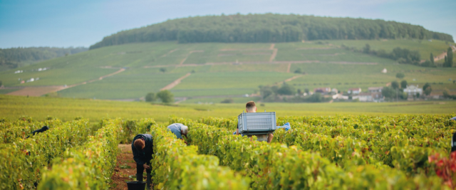 Vendanges 2025, un millésime prometteur